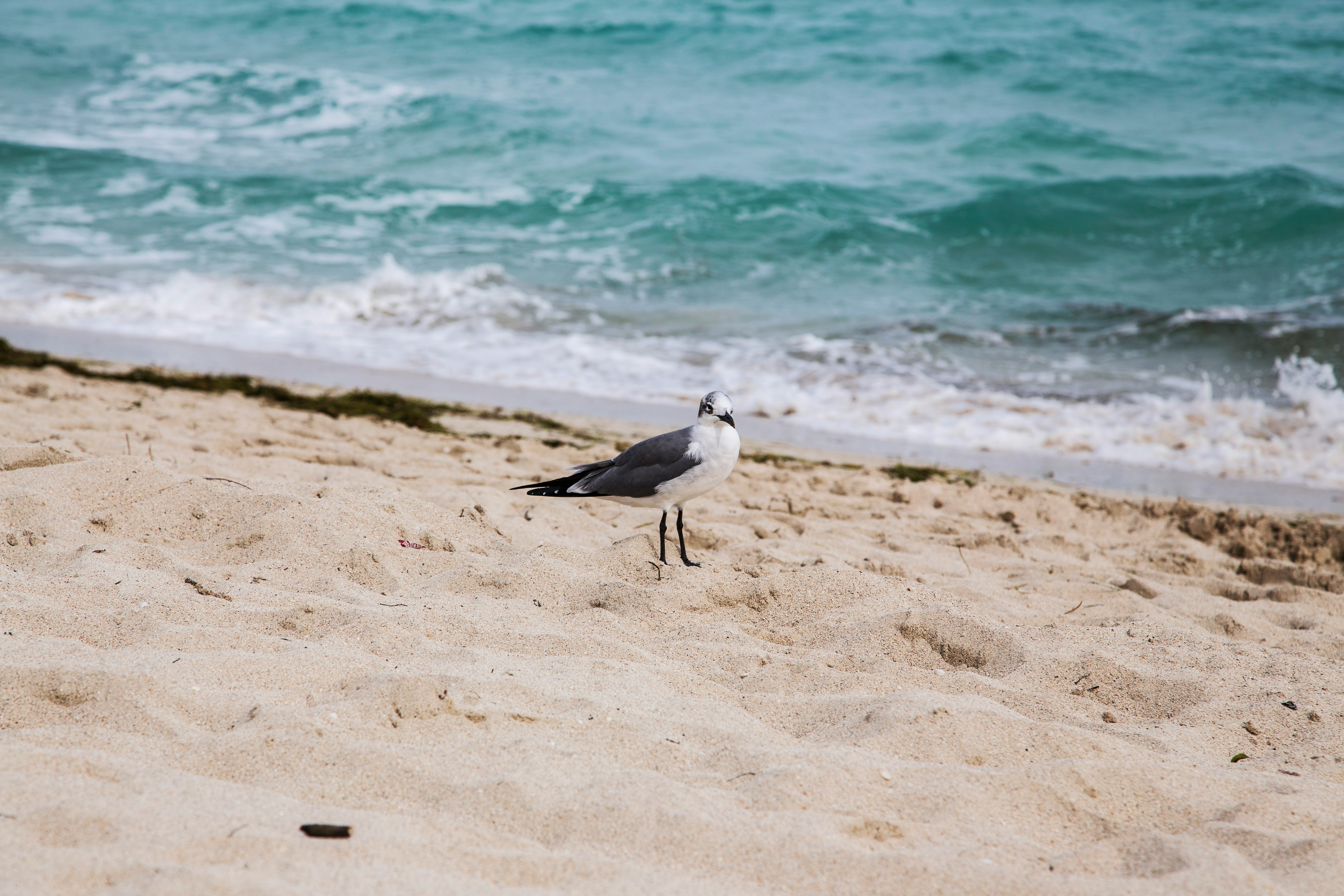 white and gray bird on beach shore during daytime